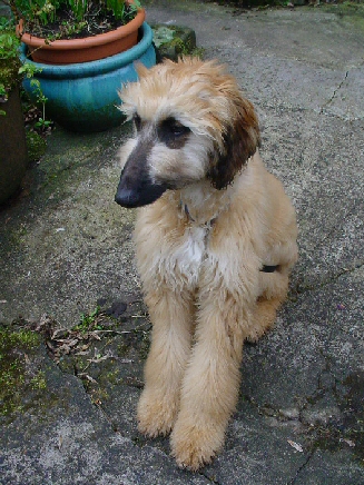 Isis, the Afghan hound who succeeded Hermes.